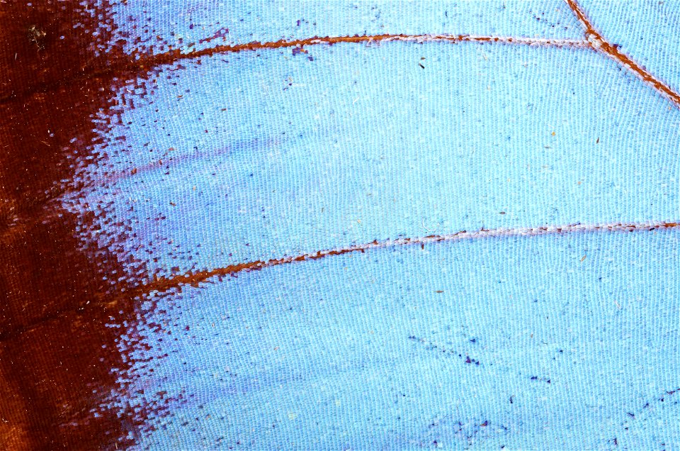 Wing detail of Blue Morpho (Nymphalidae, Morpho sp.)