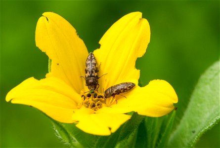 Acmaeodera sp. jewel beetles on Texas Star Daisy