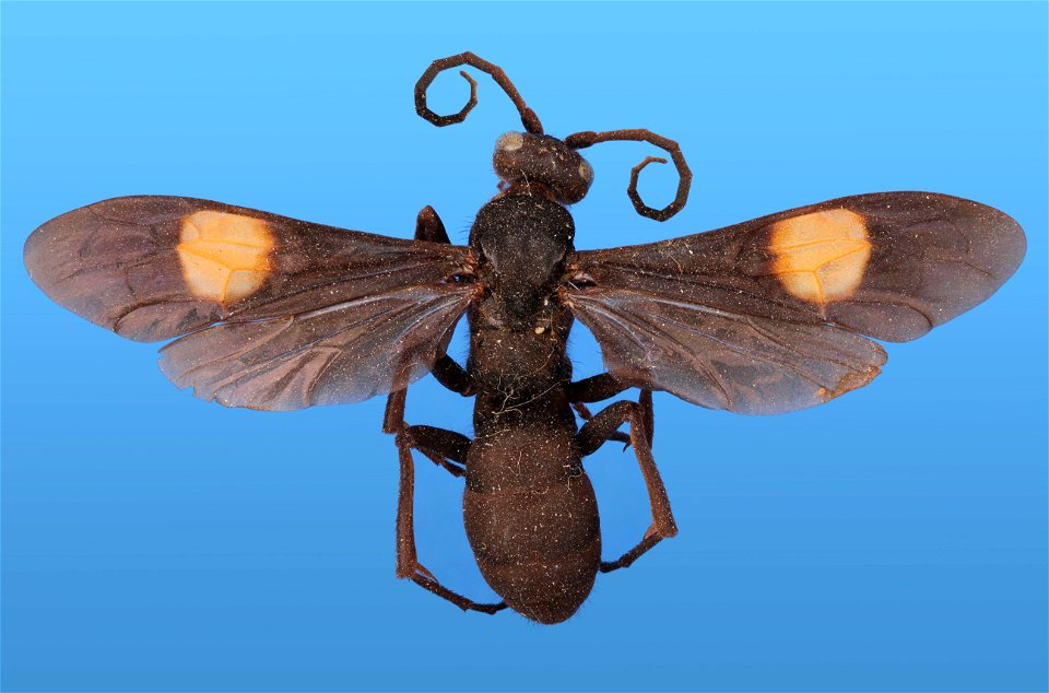 Spider Wasp (Pompilidae, Chirodamus maculipennis (Smith))