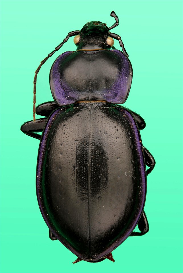 Ground Beetle (Carabidae, Carabus finitimus (Haldeman))