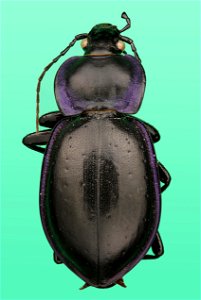 Ground Beetle (Carabidae, Carabus finitimus (Haldeman))
