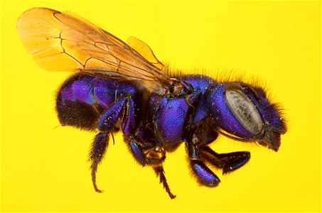 Mason Bee or Blueberry Bee (Megachilidae, Osmia sp.)