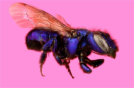 Mason Bee or Blueberry Bee (Megachilidae, Osmia sp.) photo