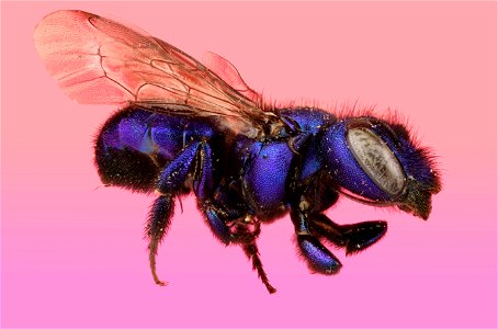 Mason Bee or Blueberry Bee (Megachilidae, Osmia sp.) photo