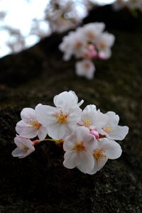 Spring pink blossom