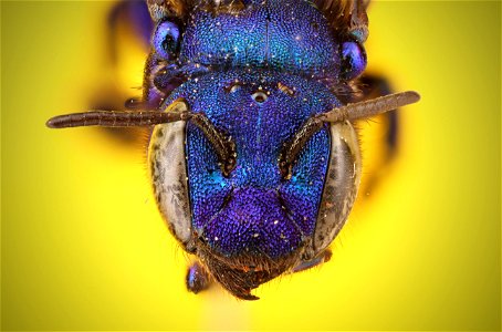 Mason Bee or Blueberry Bee (Megachilidae, Osmia sp.) photo