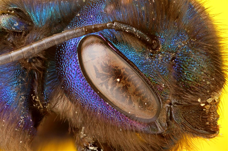 Blueberry Bee (Megachilidae, Osmia rubifloris (Cockerell)