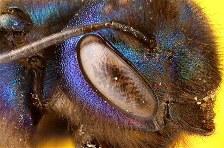 Blueberry Bee (Megachilidae, Osmia rubifloris (Cockerell) photo