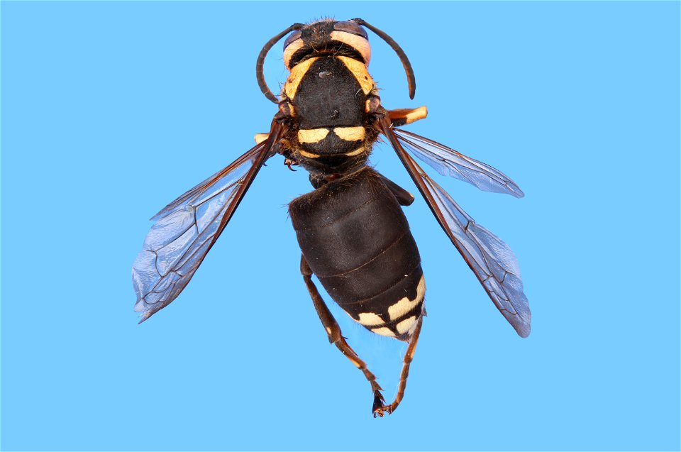 Bald-faced Hornet (Vespidae, Dolichovespula maculata (Linnaeus))