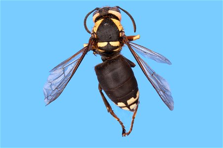 Bald-faced Hornet (Vespidae, Dolichovespula maculata (Linnaeus))