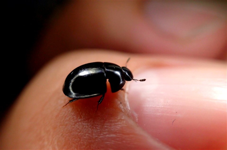 Water Scavenger Beetle (Hydrophilidae, Dactylosternum sp.)