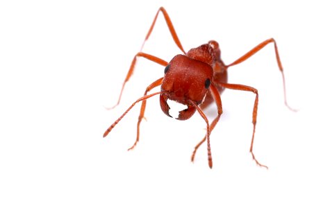 Maricopa harvester ant (Formicidae: Pogonomyrmex maricopa) photo