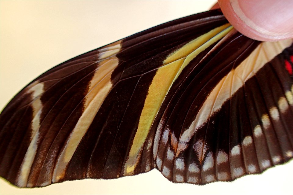 Wings of Zebra Longwing (Nymphalidae, Heliconius charithonia (Linnaeus))