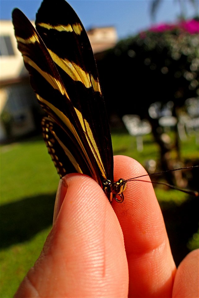 Wings of Zebra Longwing (Nymphalidae, Heliconius charithonia (Linnaeus))