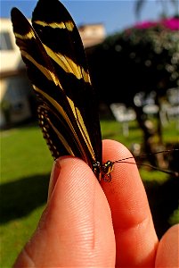 Wings of Zebra Longwing (Nymphalidae, Heliconius charithonia (Linnaeus))
