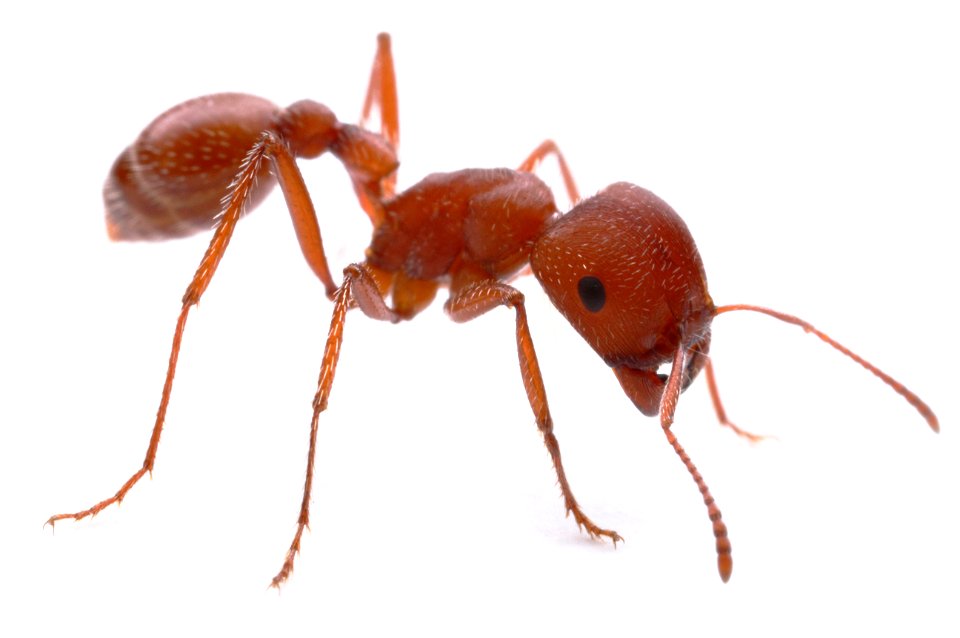 Maricopa harvester ant (Formicidae: Pogonomyrmex maricopa)