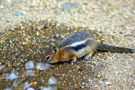 Golden mantled mammal
