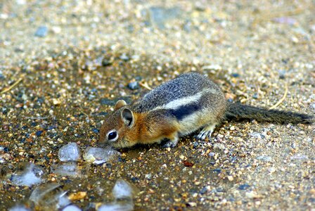 Golden mantled mammal photo