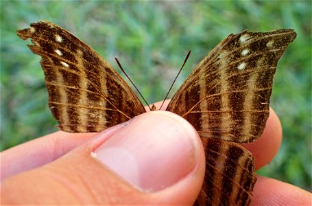 Many-banded Daggerwing or Mariposa Daga (Nymphalidae, Marpesia chiron (Fabricius))