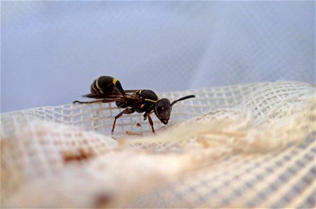 Paper wasp (Vespidae, Mischocyttarus sp.) photo