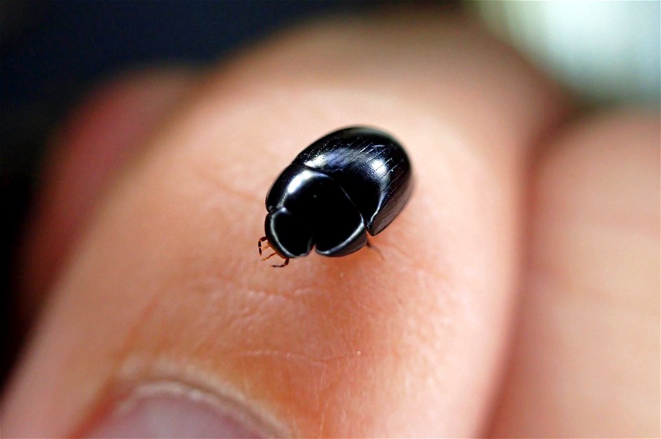 Water Scavenger Beetle (Hydrophilidae, Dactylosternum sp.)