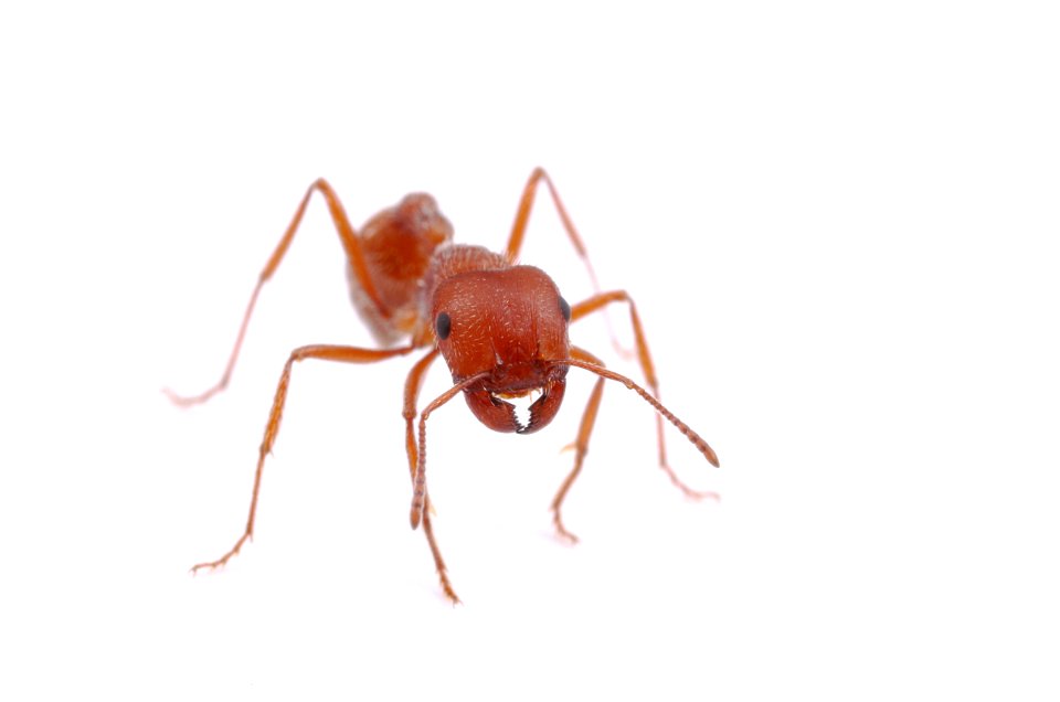 Maricopa harvester ant (Formicidae: Pogonomyrmex maricopa)
