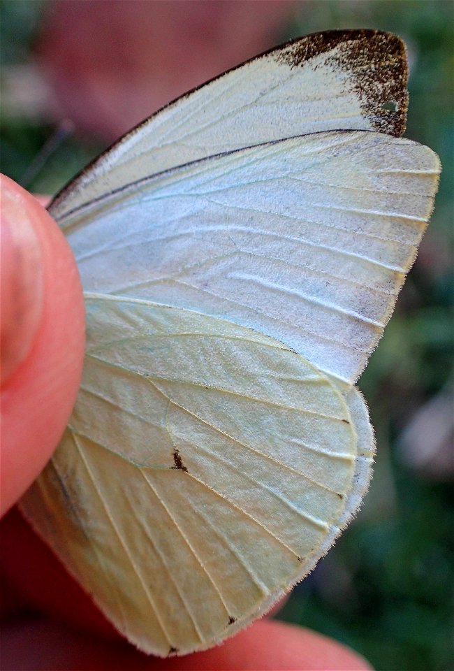 Green-eyed White or Mariposa blanca de ojos verde (Pieridae, Leptophobia aripa (Boisduval))