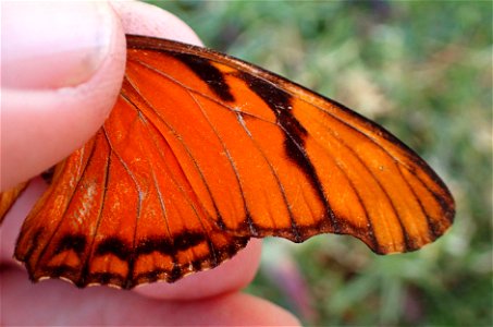 Juno Silverspot or Pasionara de alas largas (Nymphalidae, Dione juno (Cramer))