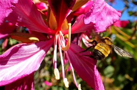 Bumblebee visits flower (Apidae, Bombus sp.) photo