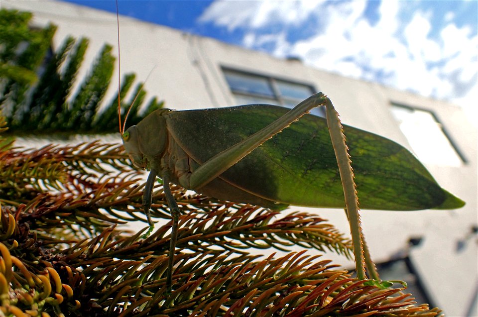 Giant Katydid or Saltamontes Hoja Verde (Tettigoniidae, Stilpnochlora sp.)