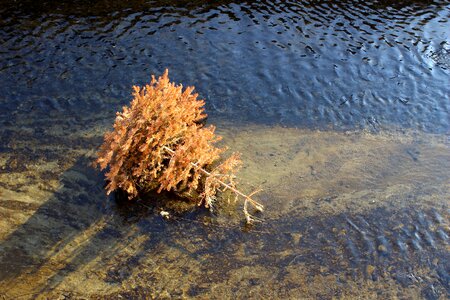 Dry tree river photo