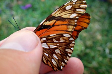 Juno Silverspot or Pasionara de alas largas (Nymphalidae, Dione juno (Cramer))