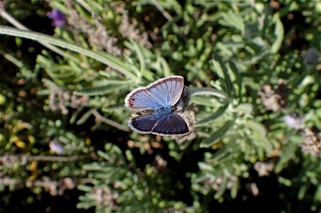Reakirt's Blue or Azul de mezquite (Lycaenidae, Echinargus isola)