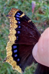 Mourning Cloak or Velo de Duelo (Nymphalidae, Nymphalis antiopa)