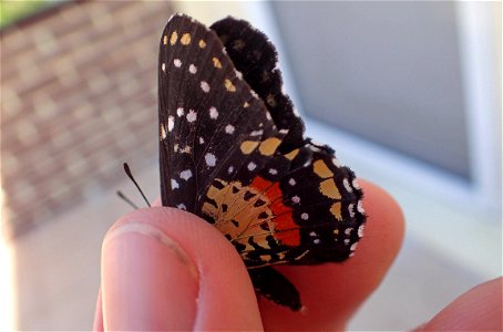 Crimson Patch or Mariposa parche carmesi (Nymphalidae, Chlosyne janais (Drury))