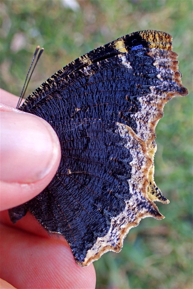 Mourning Cloak or Velo de Duelo (Nymphalidae, Nymphalis antiopa)