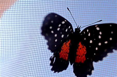 Crimson Patch or Mariposa parche carmesi (Nymphalidae, Chlosyne janais (Drury))