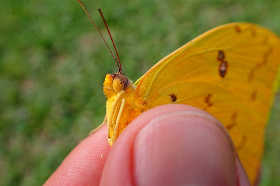 Orange-barred Sulphur or Mariposa azufre de bandas naranja (Pieridae, Phoebis philea (Linnaeus))