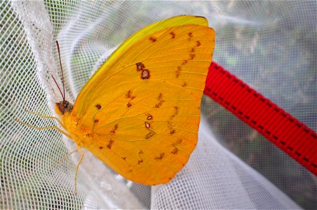 Orange-barred Sulphur or Mariposa azufre de bandas naranja (Pieridae, Phoebis philea (Linnaeus))