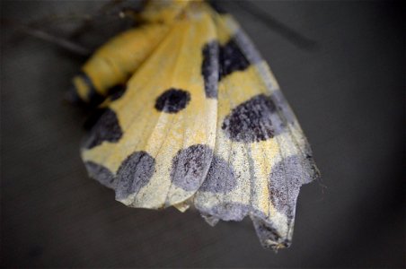 Blotched Leopard Moth (Geometridae, Pantherodes sp.) photo