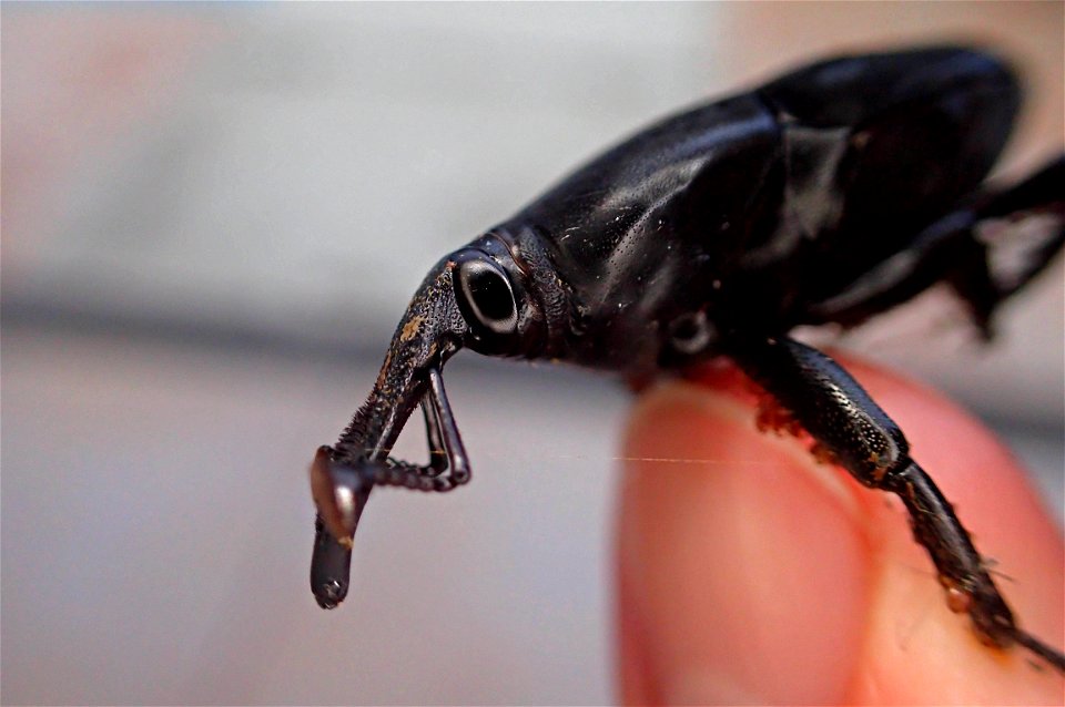 Palm Weevil or Picudo de palmera (Curculionidae, Rhynchophorus sp.)