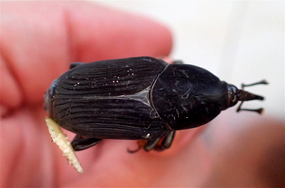 Palm Weevil or Picudo de palmera (Curculionidae, Rhynchophorus sp.)