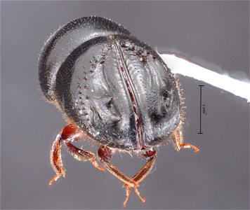 South American Ambrosia Taurodemus splendidus