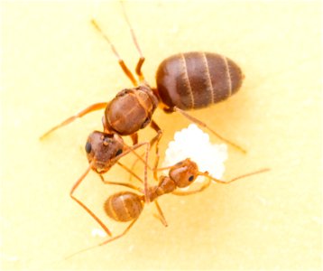 Nylanderia fulva - Tawny Crazy Ant photo