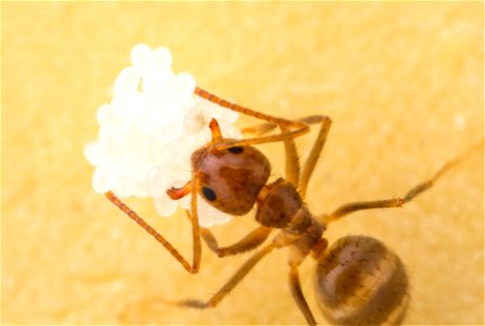 Nylanderia fulva - Tawny Crazy Ant photo
