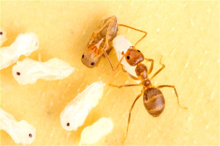 Nylanderia fulva - Tawny Crazy Ant photo