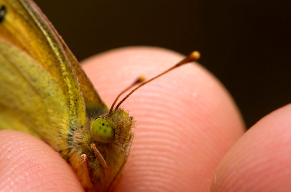 Orange Sulphur (Pieridae, Colias eurytheme)