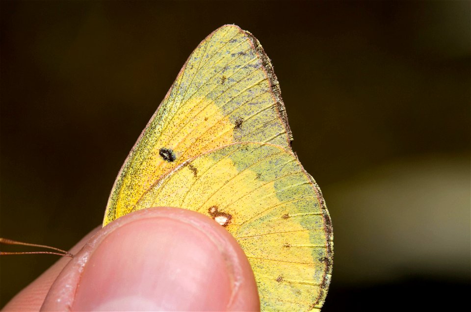 Orange Sulphur (Pieridae, Colias eurytheme)