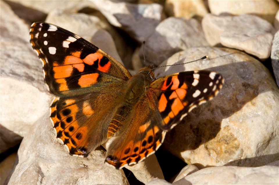 Painted Lady (Nymphalidae, Vanessa cardui)