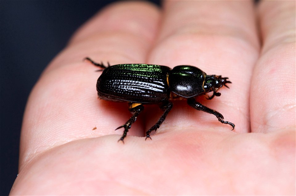 Rhinoceros Beetle (Scarabaeidae, Dynastinae, Phileurini)